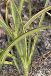 Hairyflower spiderwort